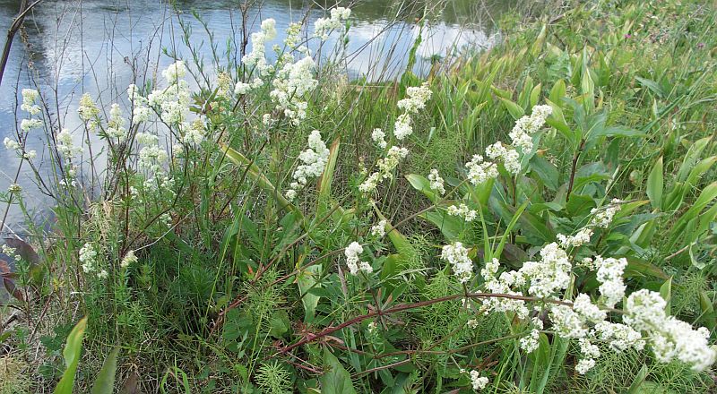 Image of Galium album specimen.