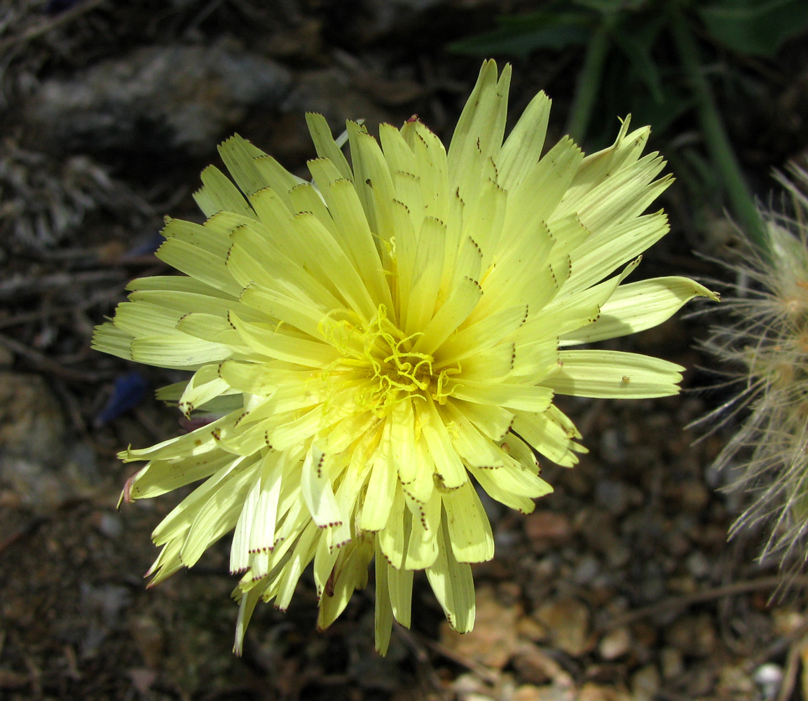 Image of Urospermum dalechampii specimen.