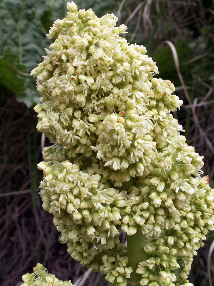 Image of Rheum cordatum specimen.