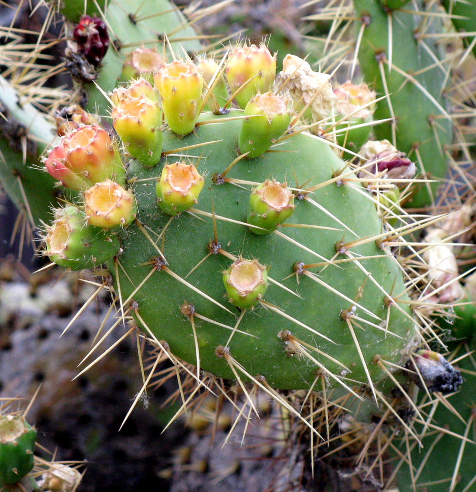 Image of Opuntia phaeacantha specimen.