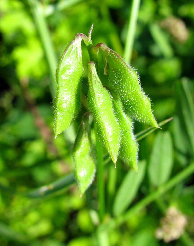 Image of Vicia hirsuta specimen.