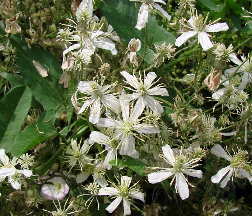 Изображение особи Clematis songorica.