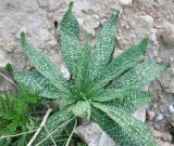 Echium angustifolium. Розетка прикорневых листьев. Израиль, г. Беэр-Шева, рудеральное местообитание. 13.02.2013.