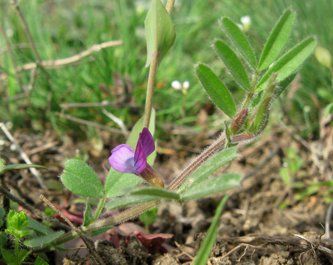 Изображение особи Vicia lathyroides.