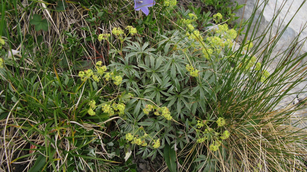 Image of Alchemilla sericea specimen.