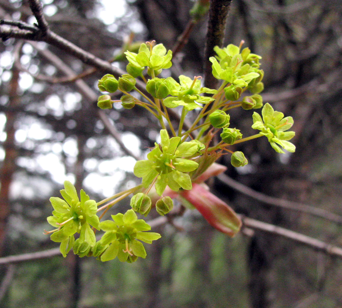 Image of Acer platanoides specimen.