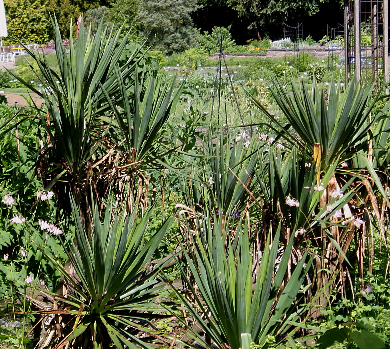 Image of genus Yucca specimen.