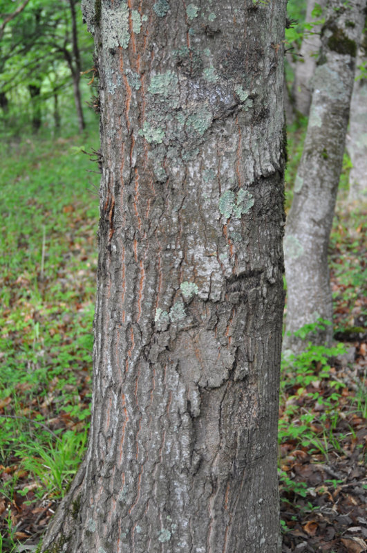 Image of Quercus castaneifolia specimen.