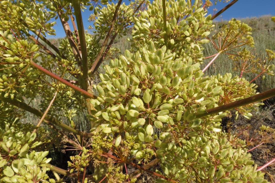 Image of Ferula teterrima specimen.