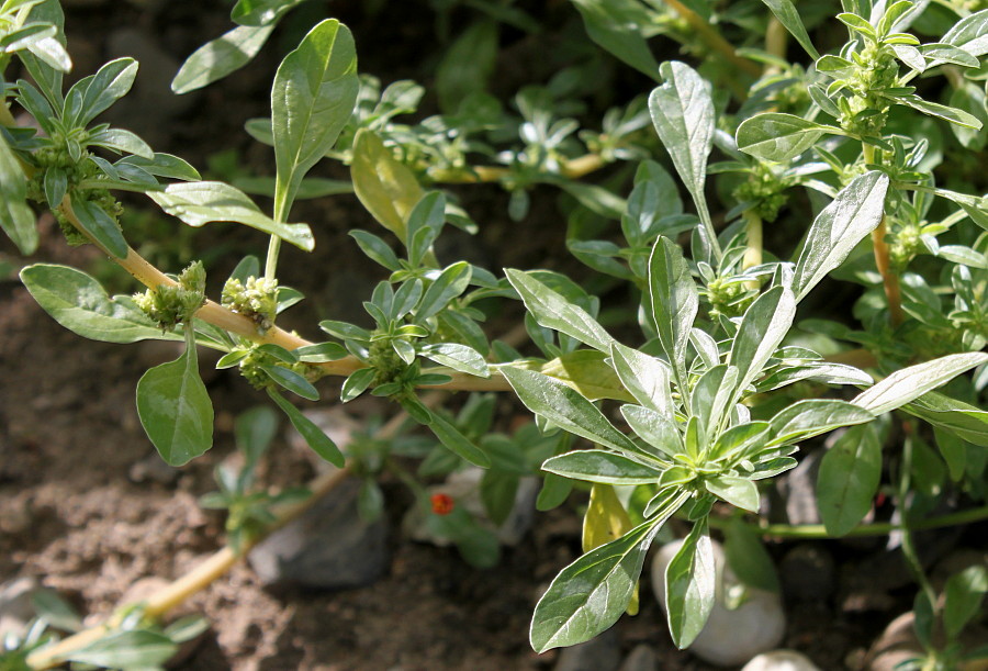 Image of Amaranthus blitoides specimen.