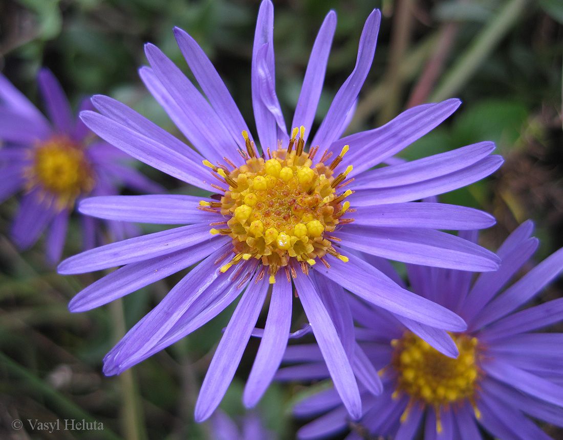 Image of Aster bessarabicus specimen.