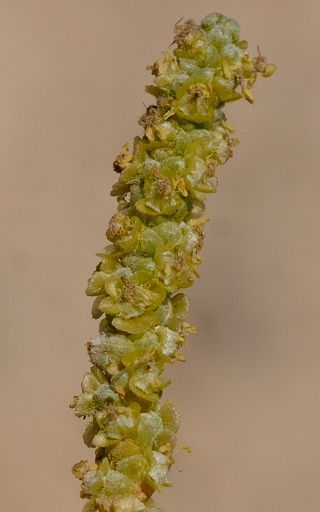 Image of Salsola cyclophylla specimen.