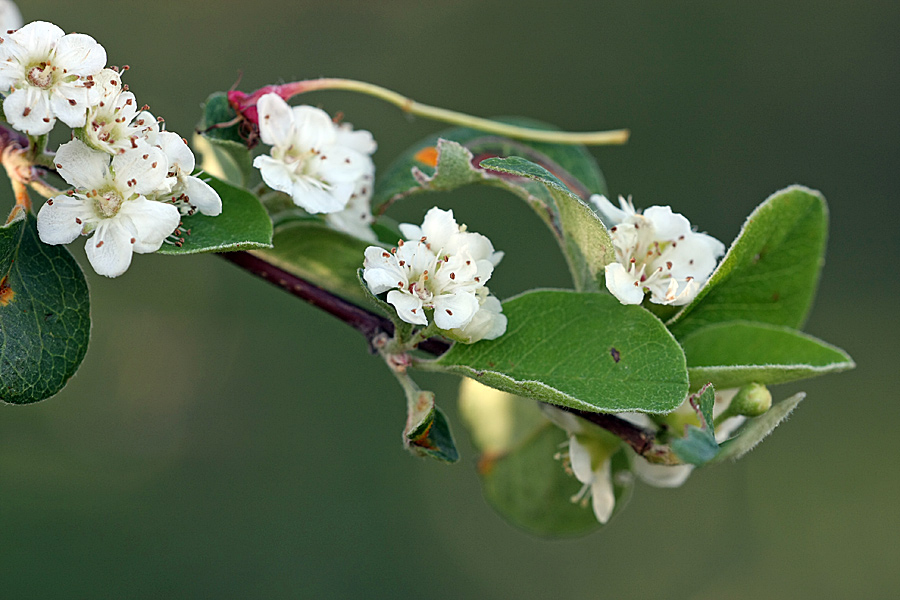 Image of Cotoneaster oliganthus specimen.