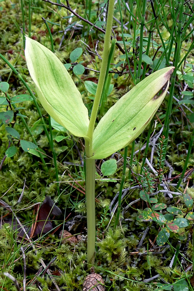 Изображение особи Listera ovata.