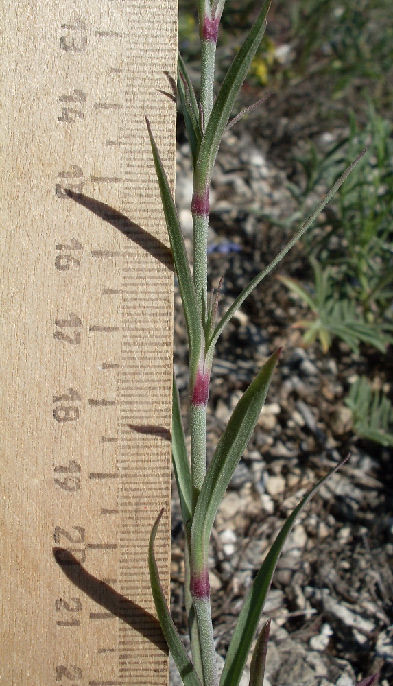 Image of Dianthus pseudarmeria specimen.