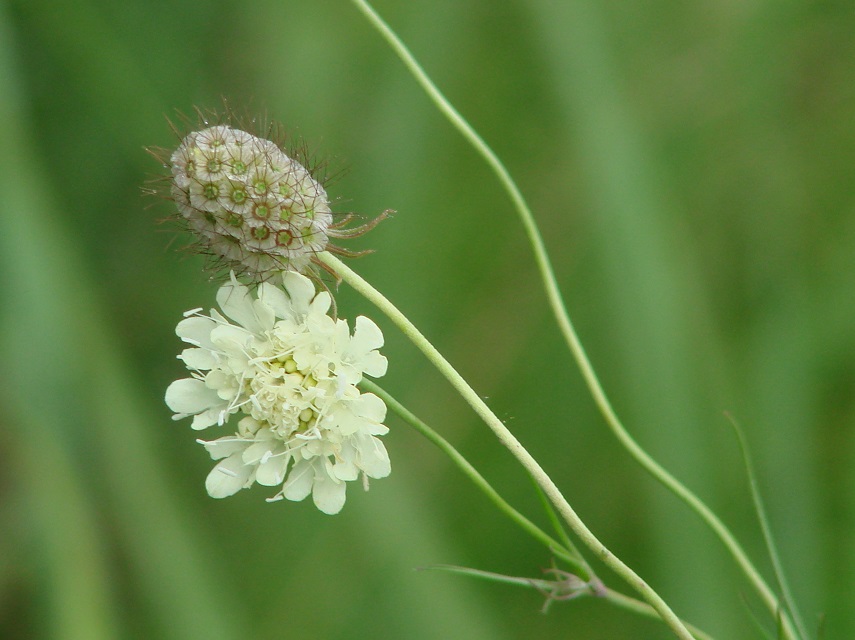 Изображение особи Scabiosa ochroleuca.