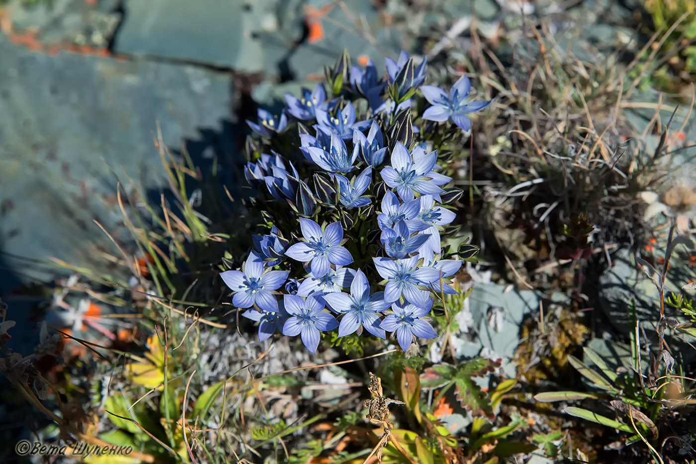 Image of Lomatogonium carinthiacum specimen.