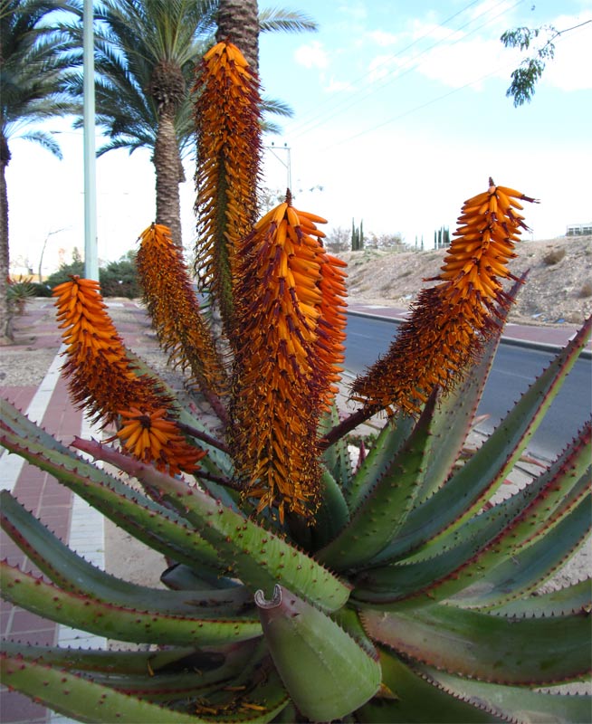 Image of Aloe ferox specimen.