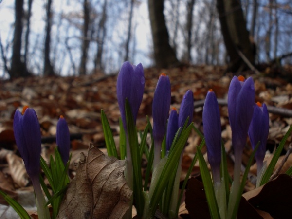 Image of Crocus heuffelianus specimen.