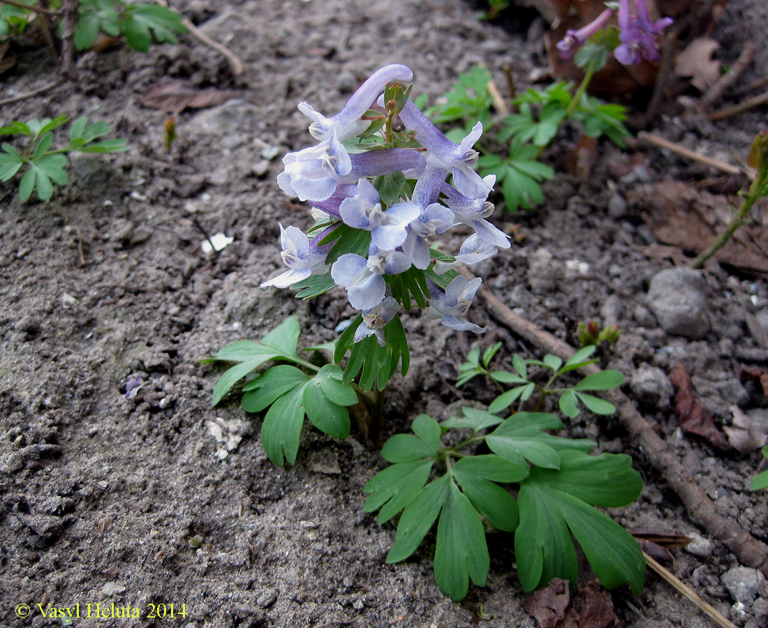 Изображение особи Corydalis solida.