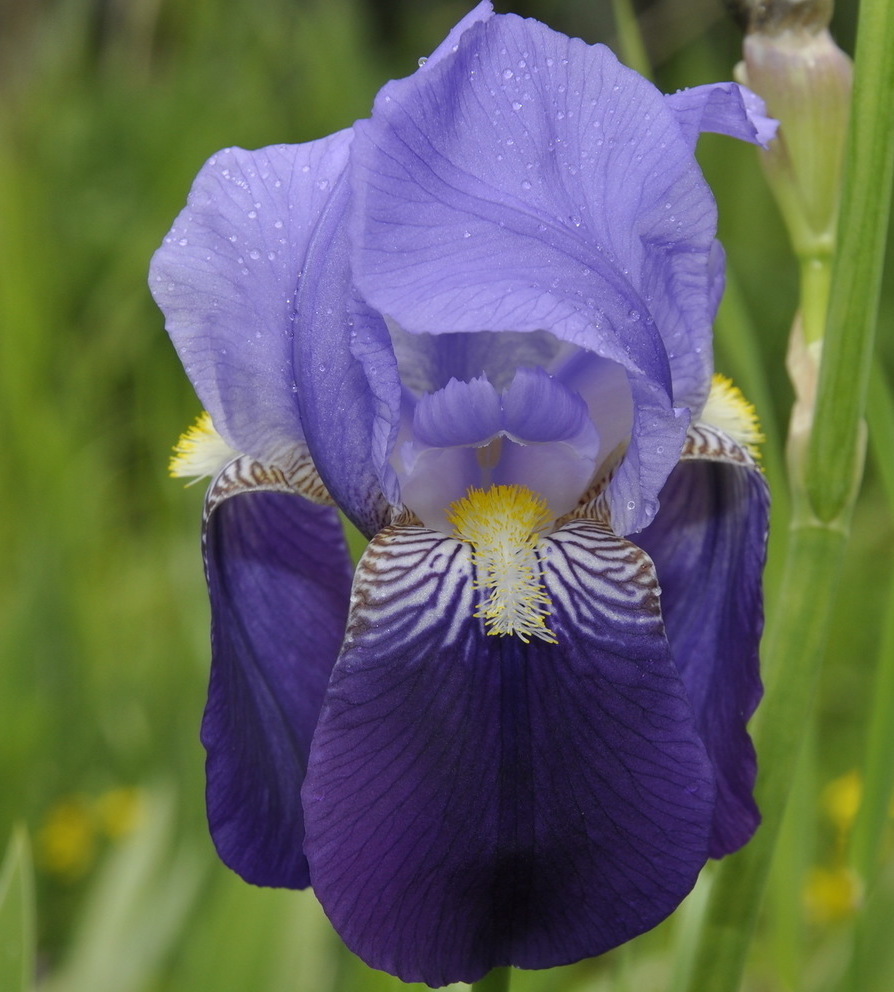 Image of genus Iris specimen.