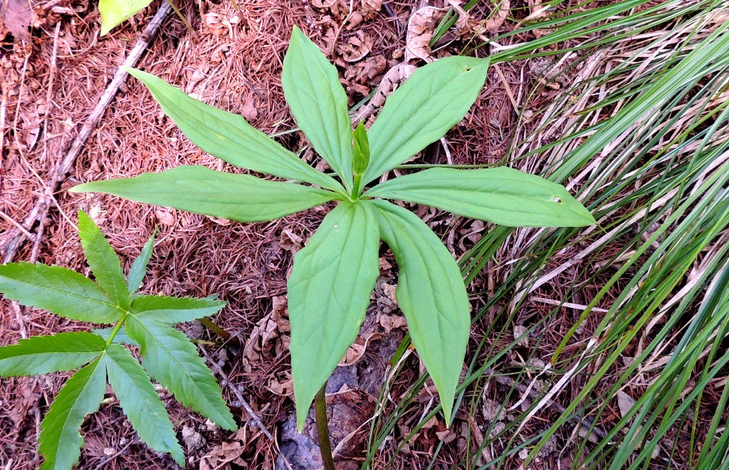 Image of Paris verticillata specimen.