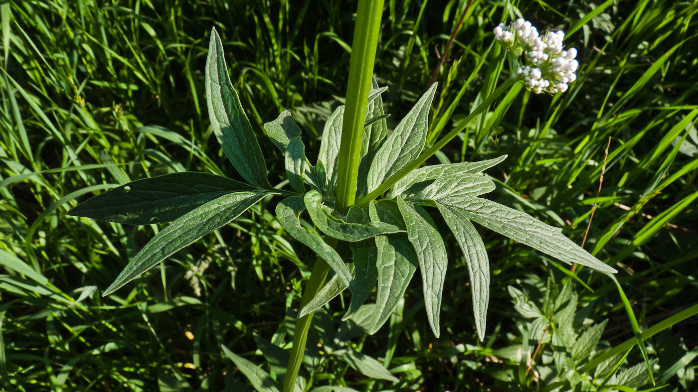 Изображение особи род Valeriana.