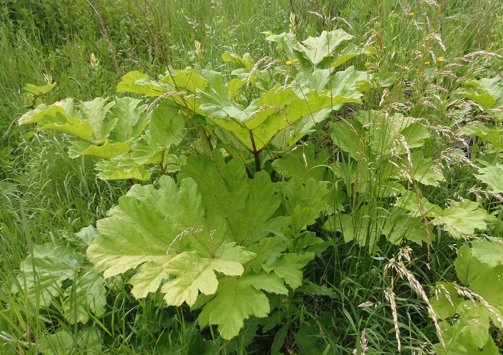 Image of Heracleum sosnowskyi specimen.