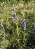 Veronica spicata. Цветущее растение. Украина, г. Запорожье, балка между Космическим мкрн. и Опытной станцией. 19.06.2014.