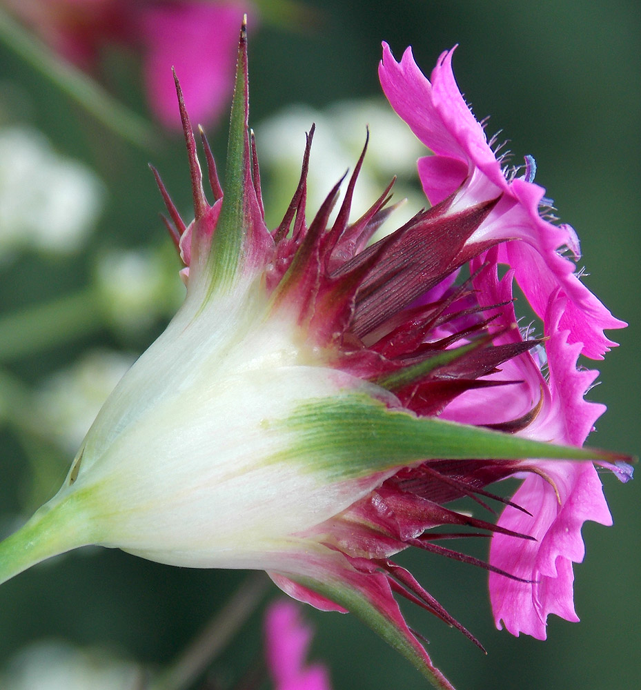 Image of Dianthus capitatus specimen.