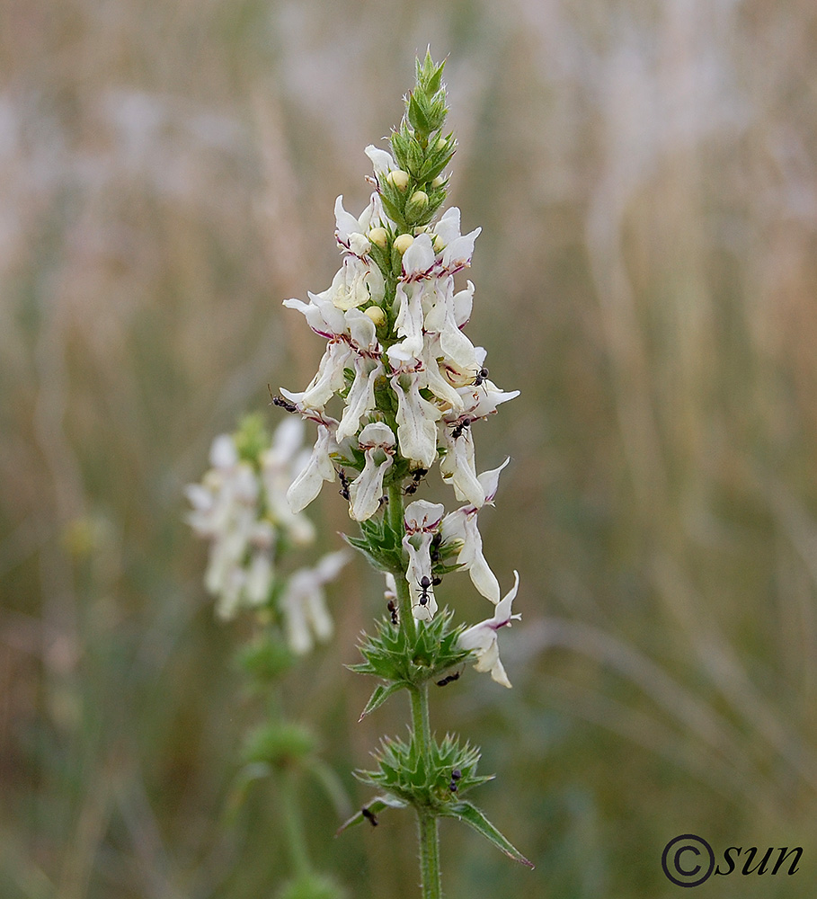 Изображение особи Stachys recta.