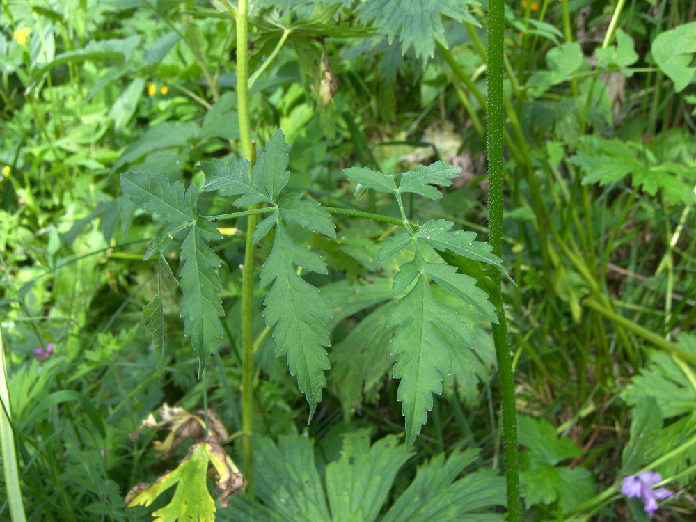 Image of Heracleum chorodanum specimen.