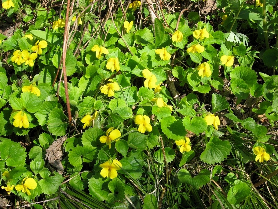 Image of Viola uniflora specimen.