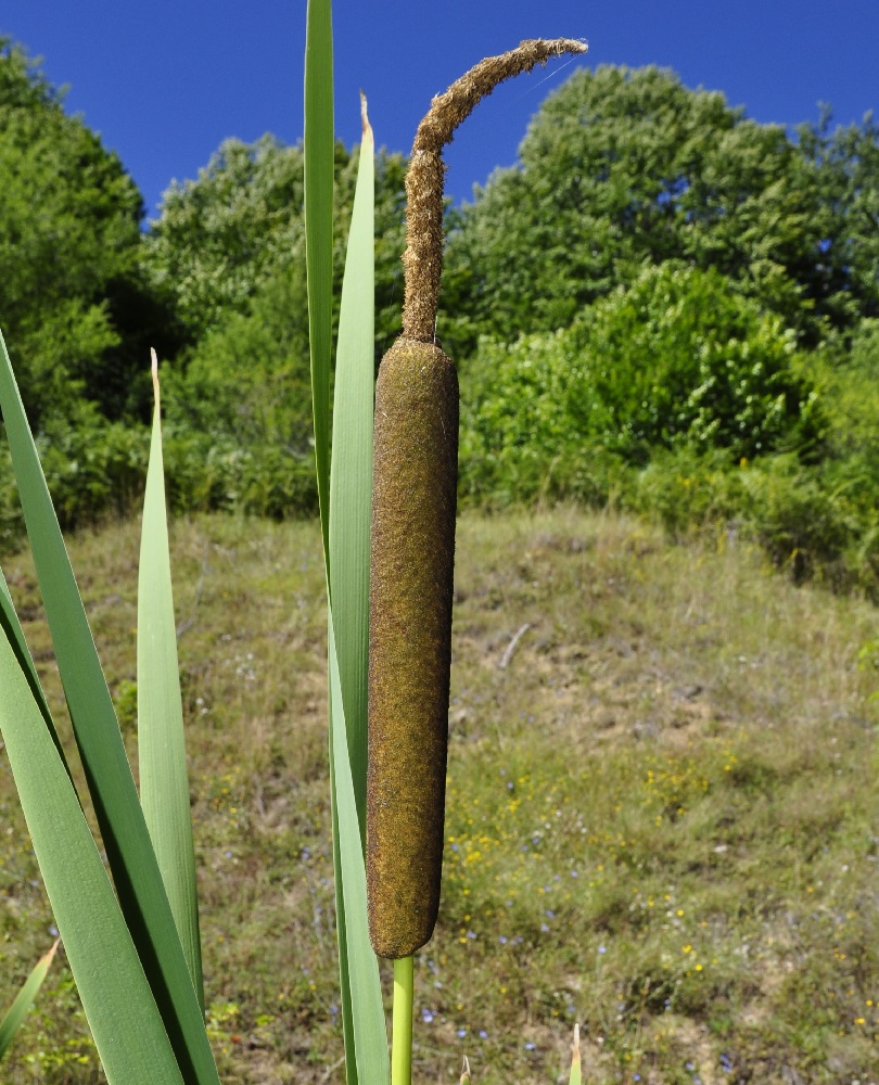 Image of Typha latifolia specimen.