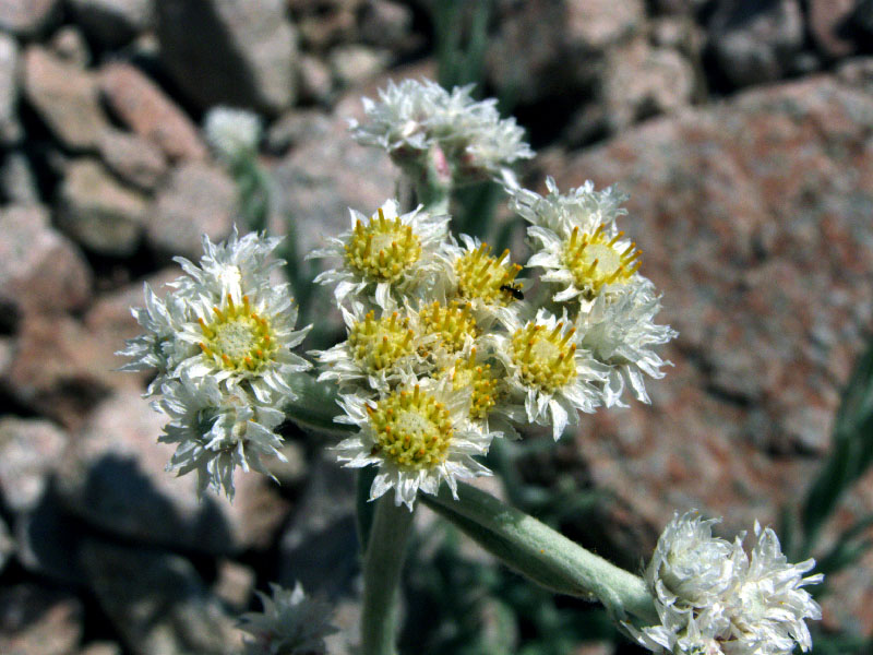 Image of Anaphalis velutina specimen.