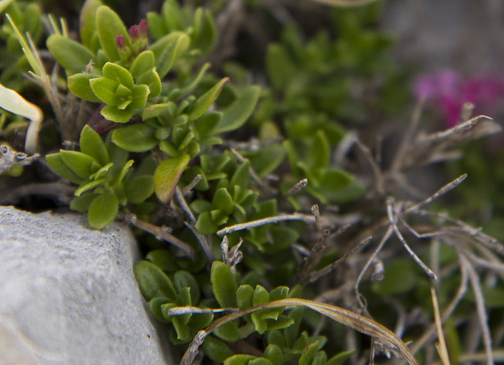 Image of Putoria calabrica specimen.