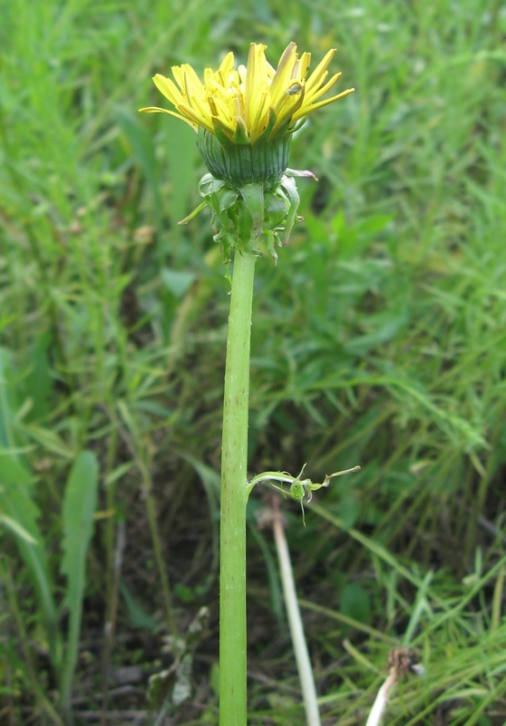 Image of Taraxacum officinale specimen.