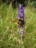 Veronica spicata