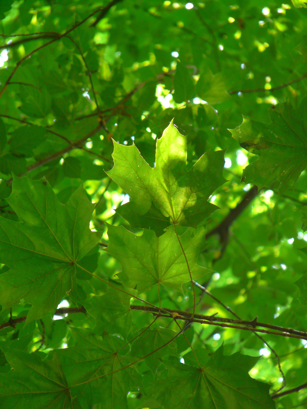 Image of Acer platanoides specimen.