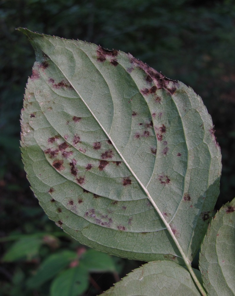 Image of Staphylea colchica specimen.