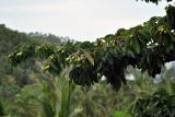 Diploknema butyracea. Верхушка ветви с плодами. Таиланд, остров Пханган. 22.06.2013.
