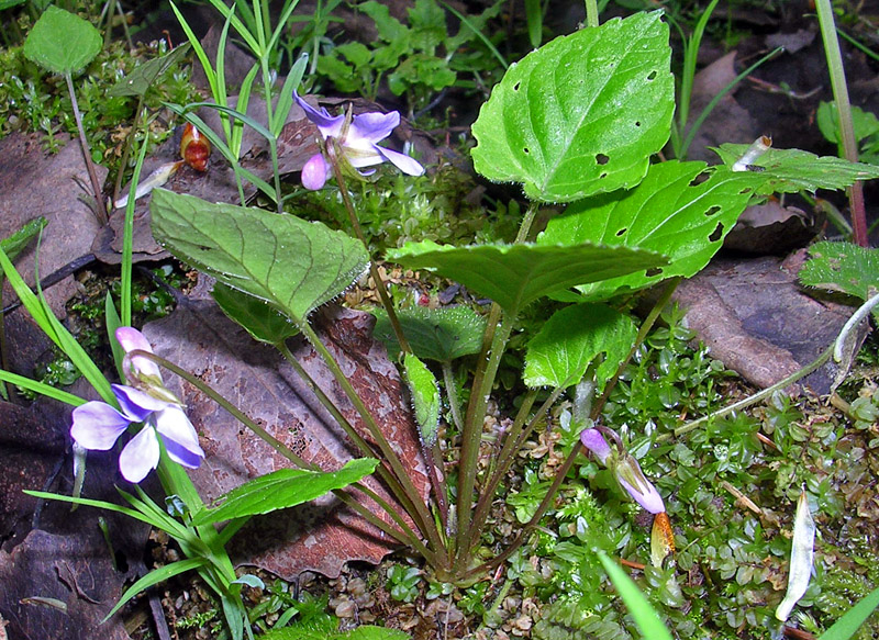 Image of Viola selkirkii specimen.