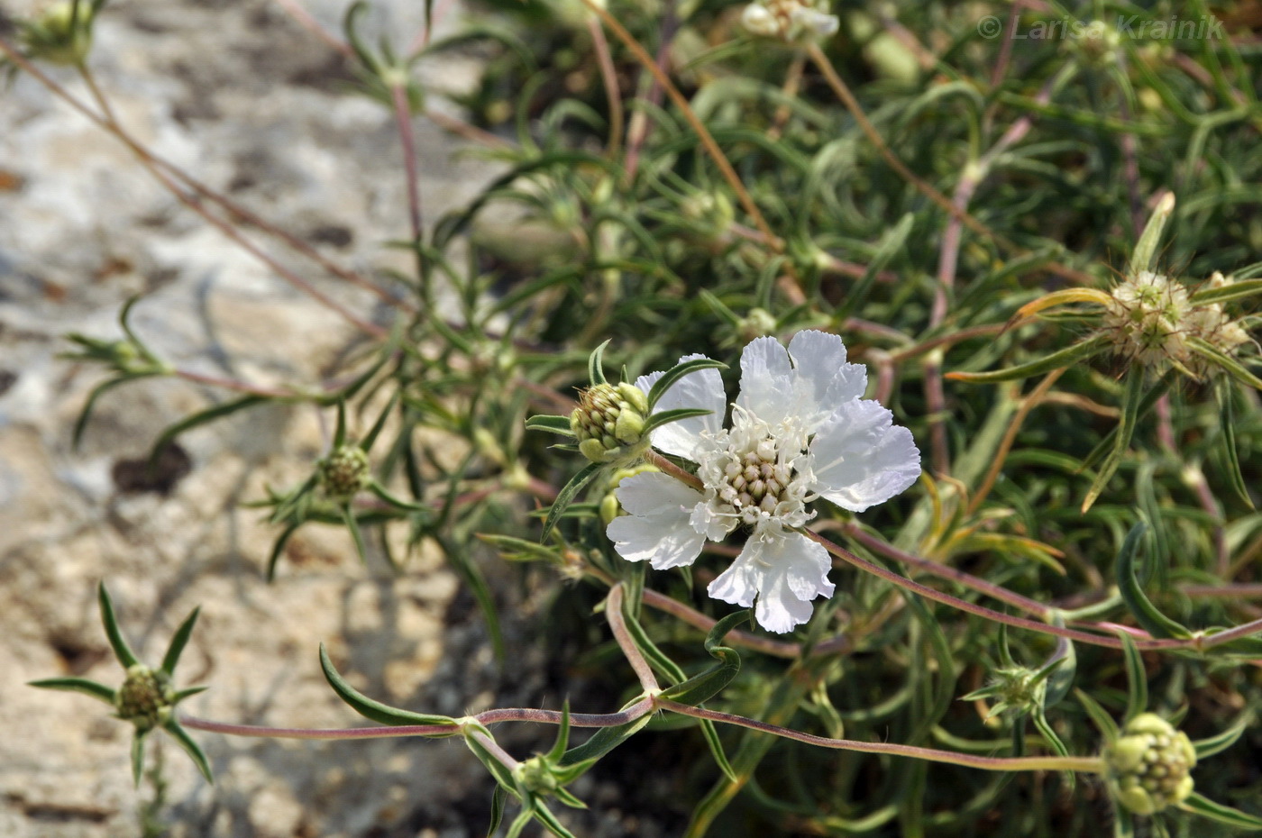 Image of Lomelosia argentea specimen.