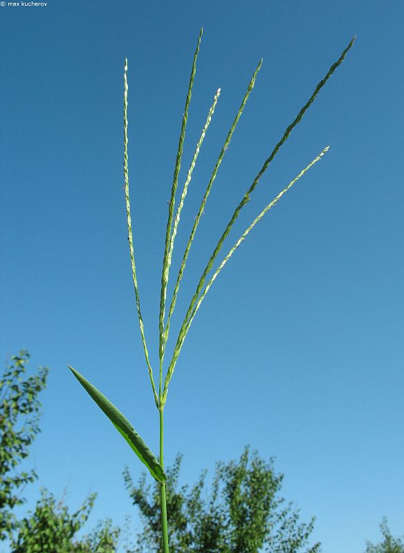 Изображение особи Digitaria sanguinalis.