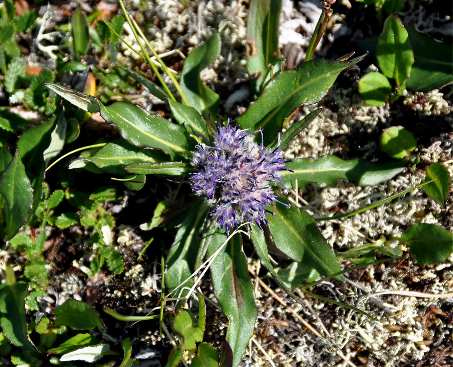 Image of Saussurea subacaulis specimen.