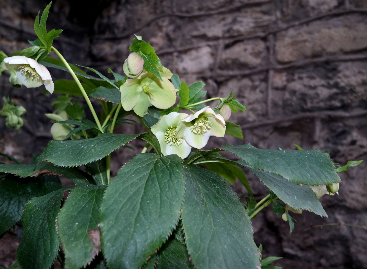 Изображение особи род Helleborus.