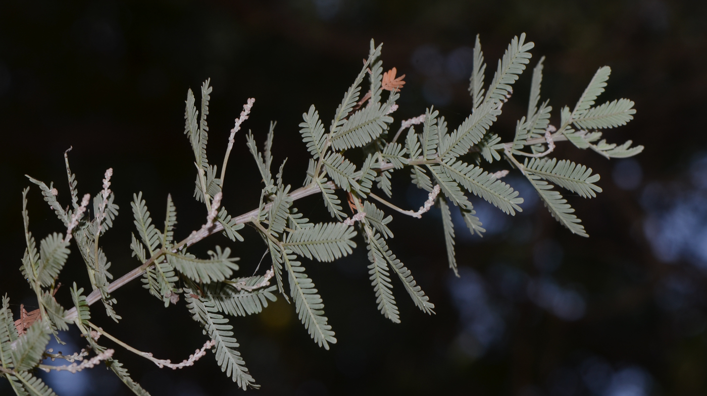 Image of Acacia baileyana specimen.