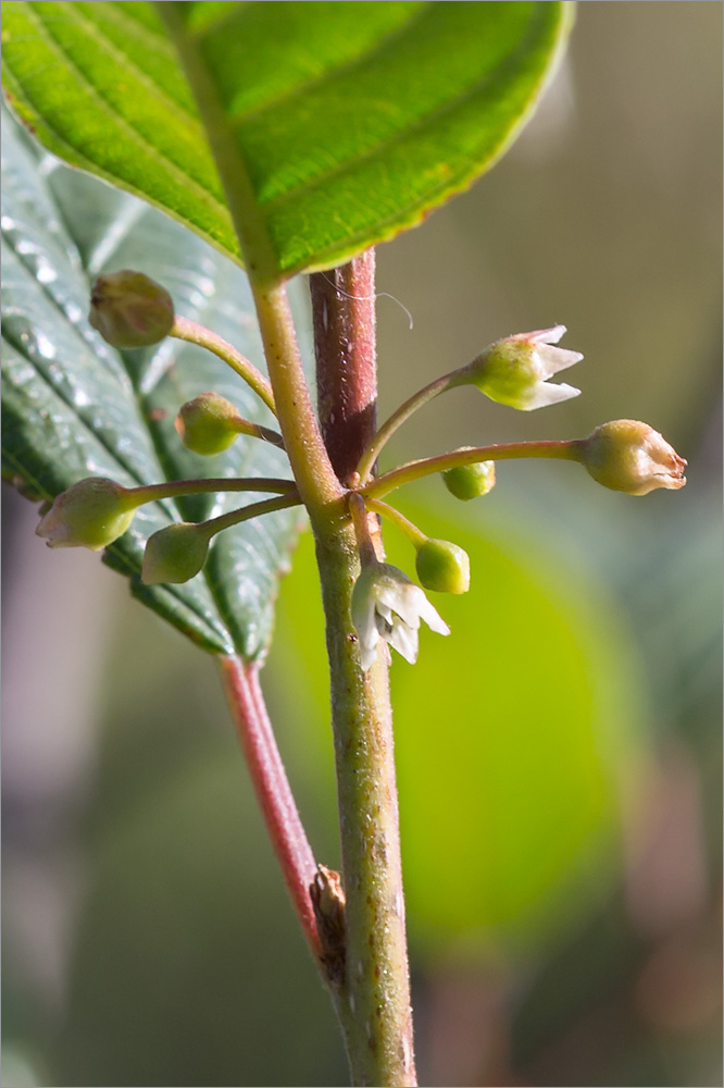 Image of Frangula alnus specimen.