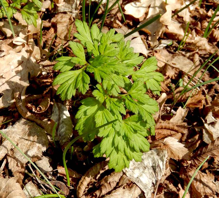 Изображение особи Physospermum cornubiense.