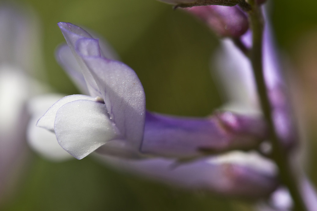 Image of Vicia cretica ssp. aegaea specimen.